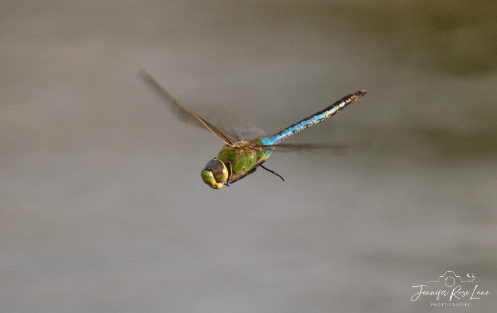 Jens_Starry_Sky's tweet image. My first dragonfly photos of the year 😍 #SpringThings @ThePhotoHour @MacroHour