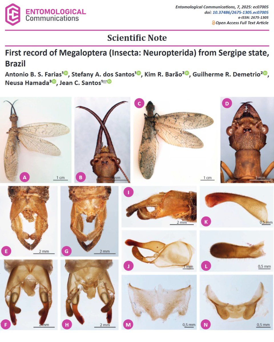EntomologicalC's tweet photo. The First record of Megaloptera (Insecta: Neuropterida) from Sergipe state, Brazil
https://t.co/Nhm5WjR74N
#entomologicalcommunications #entcom #seb #megaloptera #neuropterida #firstrecord https://t.co/RlhhMS0Fdm