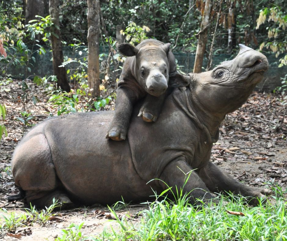 <a href="/Widino/">Dino</a> Cap badak, jd beli yg ada badaknya yaa~

Btw CSR mereka itu salah satu programnya untuk support kegiatan edukasi konservasi badak jawa &amp; sumatera yg terancam punah &amp; cuma ada di Indonesia bareng <a href="/badak_indonesia/">Yayasan Badak Indonesia</a> 🦏 Sampe ada film animasinya; Riki Rhino Adventure🫶