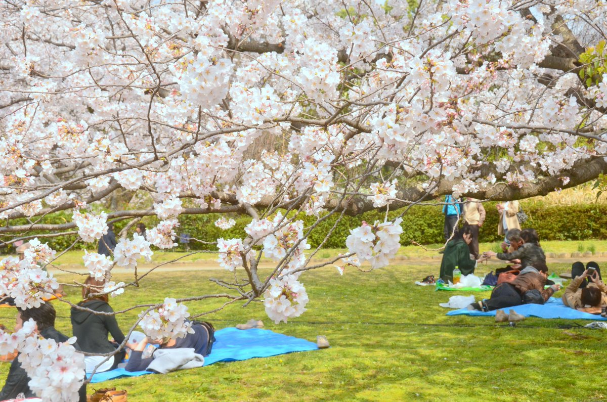 Hanami goes beyond cherry blossom viewing; it’s a meditation on mono no aware (the beauty of impermanence). In Western spring celebrations, beauty is celebrated for its renewal rather than its fleeting nature, emphasizing permanence over transience. #CulturalComparison #Hanami