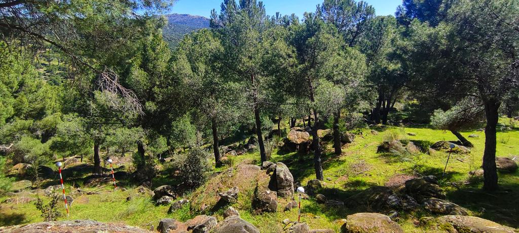 MndzMery's tweet photo. Continuing the #study of #oldgrowth #forest of #Pinuspinea with #TLS in @oldpine17 #project. @INIA_es @CSIC @CSICdivulga #forest #research #DINAMO #MFE # https://t.co/YUACH9Uzas