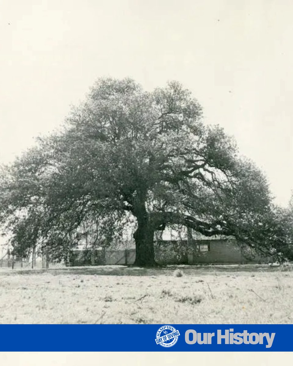 HamptonU_Alumni's tweet photo. Under this oak, freedom was declared and futures were born. The Emancipation Oak stands as a symbol of strength, resilience, and knowledge. This Day of Giving, plant your seed in the legacy that still grows strong. 🌳💙 #EmancipationOak #GiveHU #DayOfGiving https://t.co/ciBiWrb9AQ