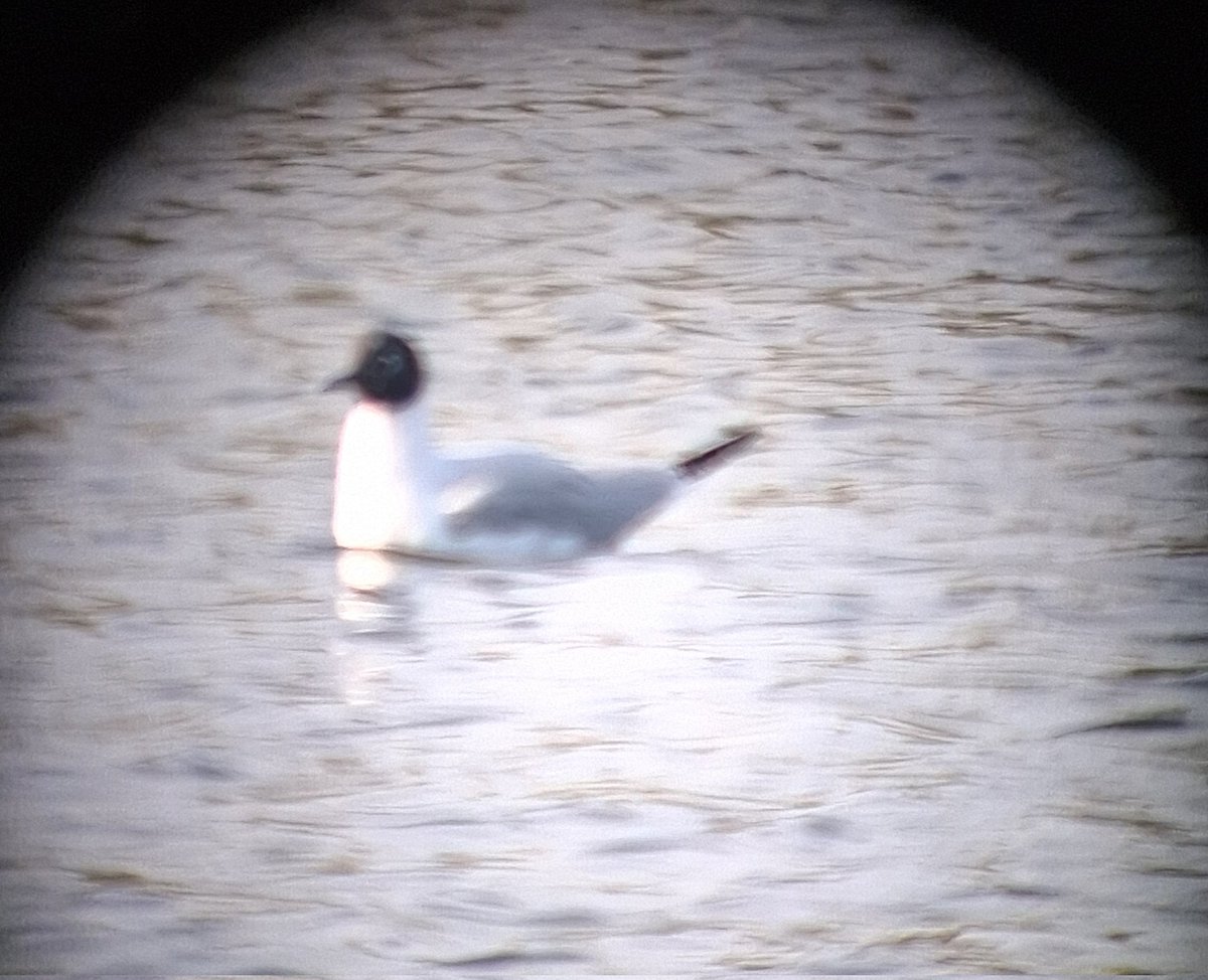 Bonaparte's Gull, Sandy Water Park late afternoon