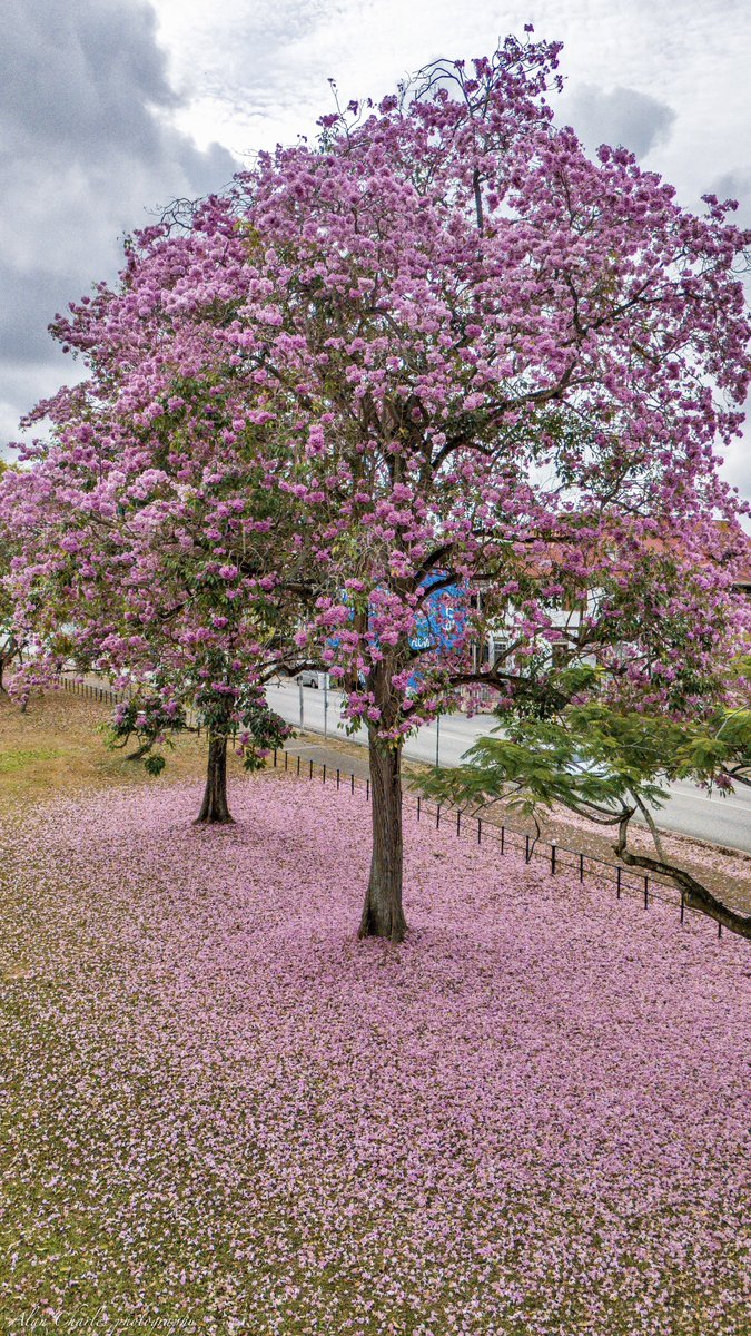 TheTriniSurfer's tweet photo. How about a wallpaper from pink Poui season here in Trinidad and Tobago 🇹🇹 https://t.co/oJOjBx4SpE