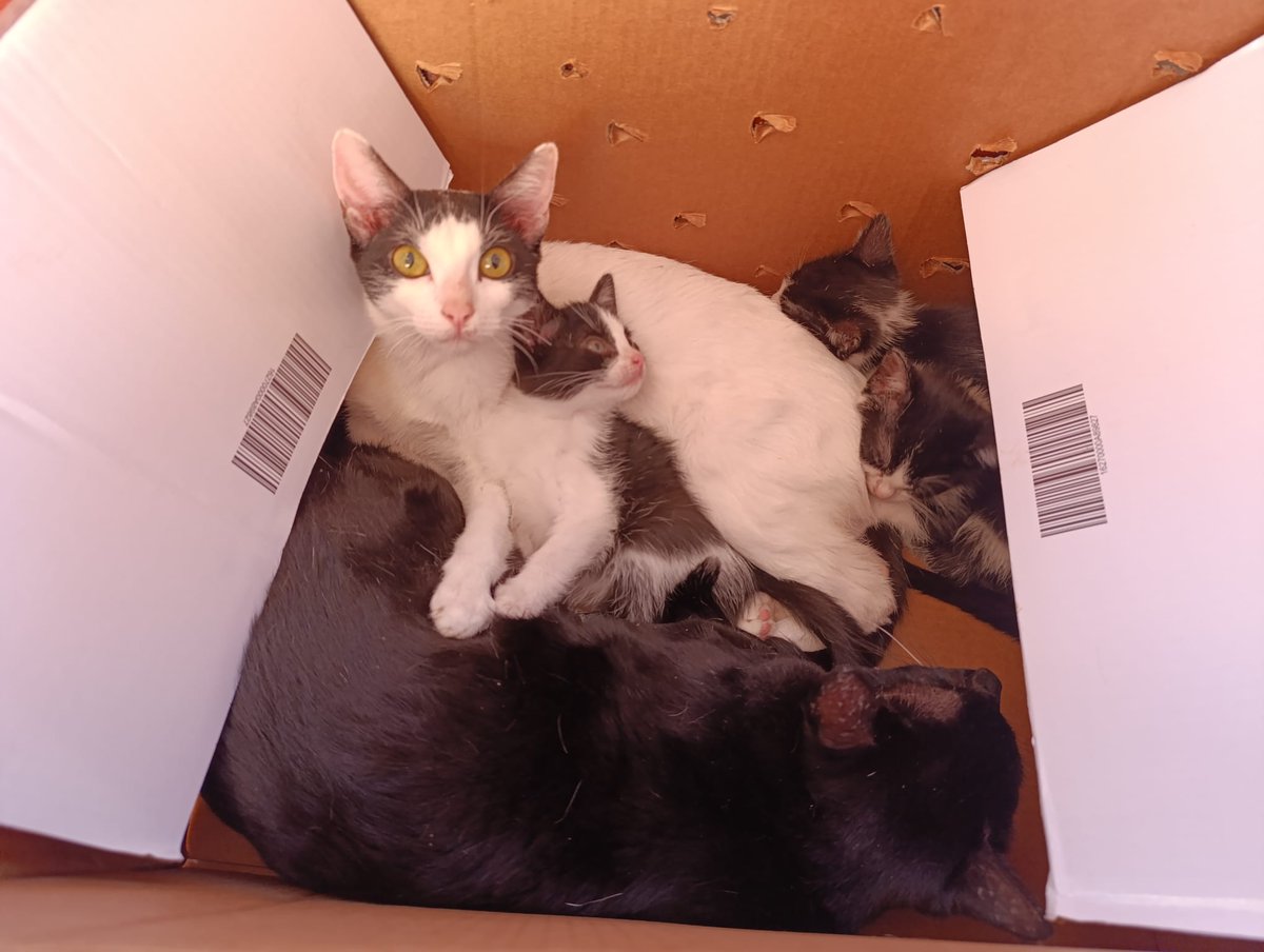 Familia abandonada en una caja de cartón.

Sois unos miserables. 
Os odio.
No os hacéis una idea de cuánto os odio. Me importa una mierda tú situación y lo mal que te haya tratado la vida.
Si haces esto eres una mierda de persona. No tienes excusa.

Por favor, si alguien puede