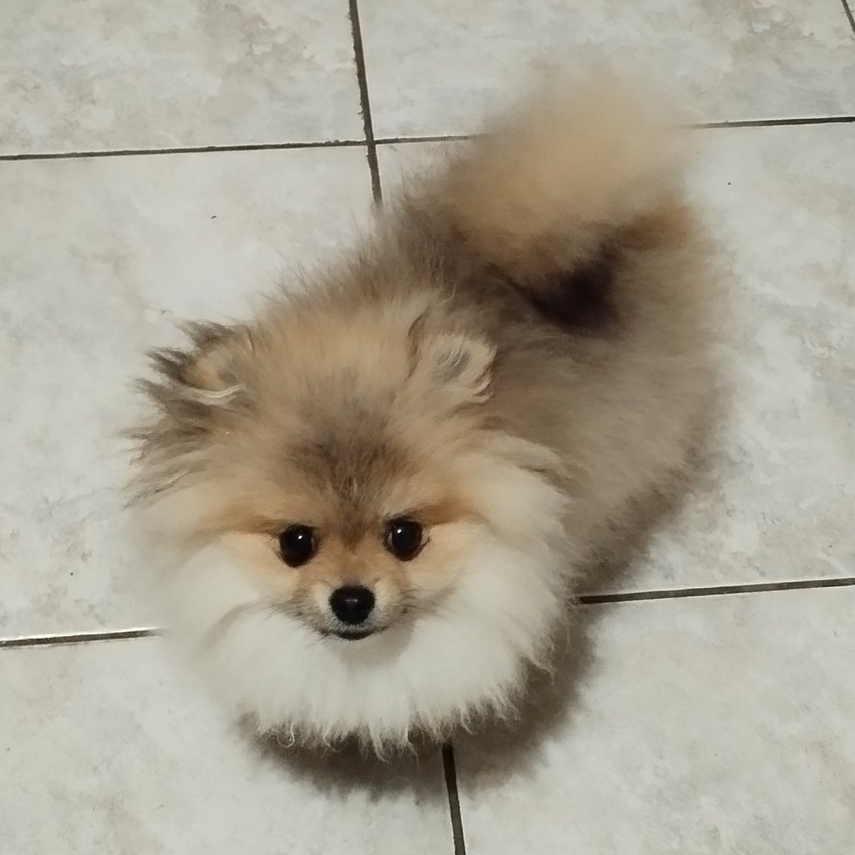 irenakralj's tweet photo. Baby Rocky The Pomeranian
#pomeranian #dogs #animal https://t.co/tZHZB1rBTq
