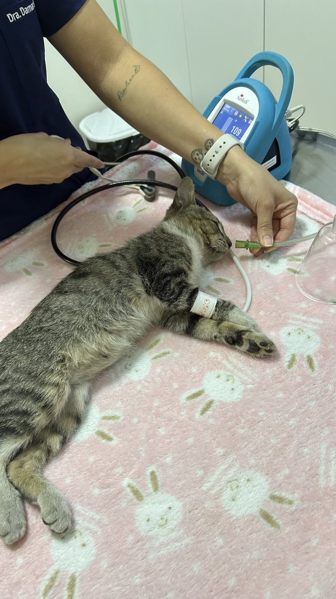 #URGENTE ‼️🚨Necesitamos un hogar para esta hermosa gatita 🚨‼️ <a href="/QQ_lele/">Chocolele</a> <a href="/MarisLlorens/">Maris Llorens</a> <a href="/AdoptaMpy/">adoptaMpy</a> <a href="/defensanimalpy/">Dirección Nacional de Defensa Animal</a> <a href="/Divincia_/">Divincia</a> <a href="/hector_rubin/">Hector Luis Rubin</a>