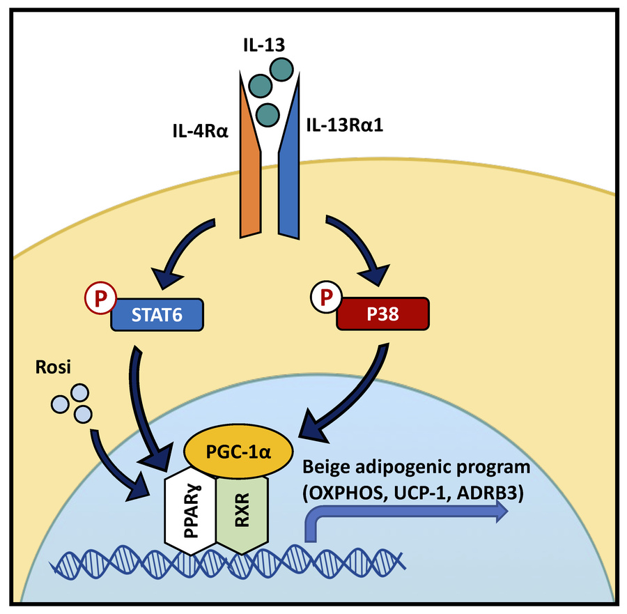 Daniel J Drucker (@danieljdrucker) on Twitter photo IL-13 signaling-regulated beige adipocyte function may play a predominant role in modulating metabolic homeostasis rather than in thermoregulation in mice <a href="/jclinicalinvest/">Journal of Clinical Investigation</a> jci.org/articles/view/… IL-13 signaling-regulated beige adipocyte function may play a predominant role in modulating metabolic homeostasis rather than in thermoregulation in mice <a href="/jclinicalinvest/">Journal of Clinical Investigation</a> jci.org/articles/view/…