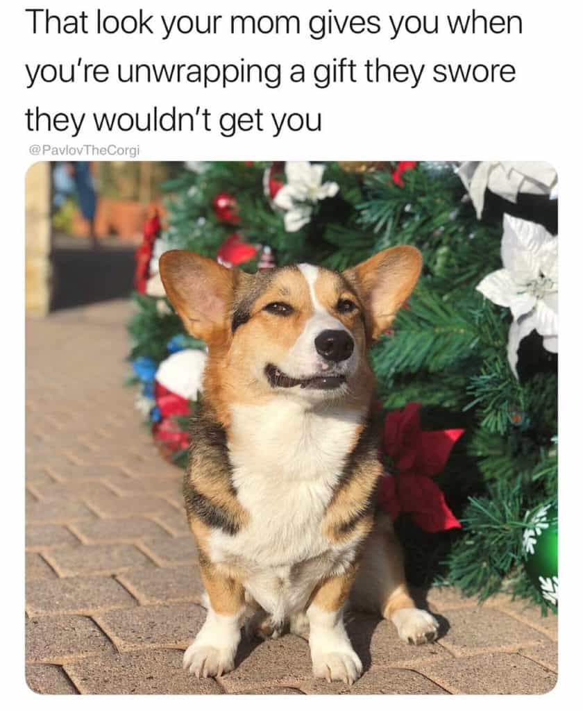 JosephineK1761's tweet image. That look your mom gives you when you&apos;re unwrapping a gift they swore they wouldn&apos;t get you
#CorgiPuppy #CorgiVibes #Corgiinator #HappyCorgi #CorgiStyle #PrincessWelshCorgi
