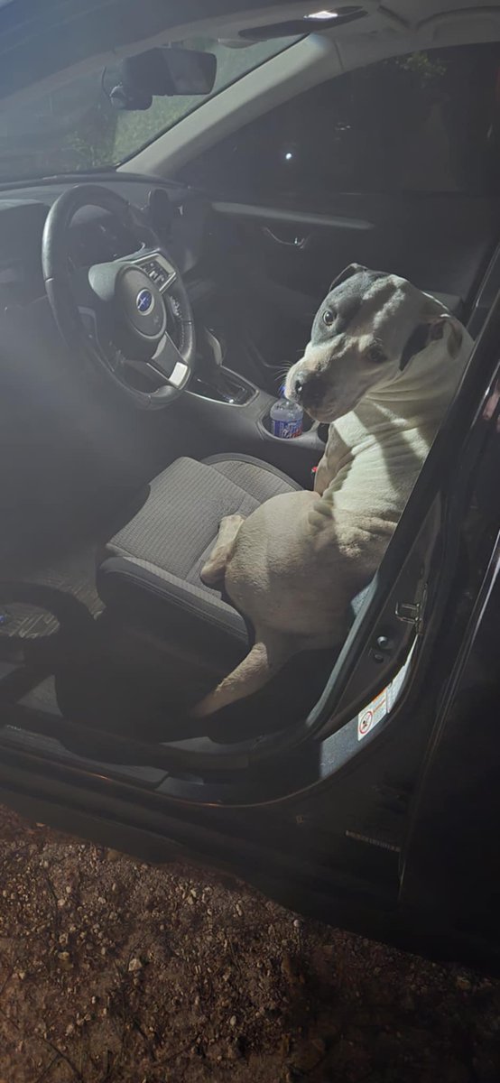 Bastet_0513's tweet photo. Sully is driving now. 
@subaru_usa 
#SUBARU #outback #dog https://t.co/SmXZnuW04s