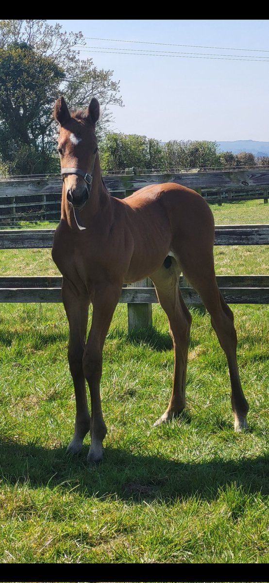 Our 1 week old <a href="/HoStud/">Tally-Ho Stud</a>  Starman colt enjoying the sunshine 🐎✨️