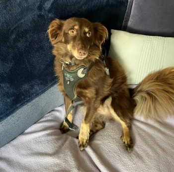 millypod1's tweet photo. COCO HOME SAFE. THANKS FOR RT's πππΎ
π3 APR 2025 #Lost COCO #ScanMe #TaggedChocolate Brown Cross Breed Female #Farnborough #Hampshire #Hants #GU14 https://t.co/J36KcXEsXA https://t.co/D0HB54spCE