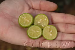 XoseCastro's tweet photo. LOS ANTIGUOS ROMANOS NO CONOCÍAN EL LIMÓN

Ni los israelitas, ni Cristo, ni los súbditos del imperio azteca o inca, ni los visigodos.

El limón amarillo no existía de manera natural. Hace ~2500 años, en la zona NE de la India y Birmania, se consiguió hibridando la naranja amarga con la cidra (que tiene mucho albedo y es muy ácida):

También por aquella época en Malasia/Indonesia se obtuvo el limón verde hibridando la cidra con la chiquita papeda filipina (Citrus micrantha):

Los árabes trajeron ambos limones al Mediterráneo en el siglo X, pero este último no prendía bien en la región. Los españoles lo llevaron a México en s. XVI y allí sí se convirtió en el limón por antonomasia.

Por eso, para la mayoría de los latinoamericanos —excepto en el Cono Sur— un limón siempre es verde. Al limón amarillo se le dice real o persa (o amarillo).

Por un problema de clasificación y la influencia del inglés, y para sorpresa de los latinoamericanos, en España decidimos llamar LIMA erróneamente al limón verde cuando empezamos a importarlo en fechas recientes.

Este nombre es algo paradójico si tenemos en cuenta que aquí siempre hemos cultivado limas, que es este fruto de piel rugosa, parecido a una naranja, de color amarillo y un solo pezón: