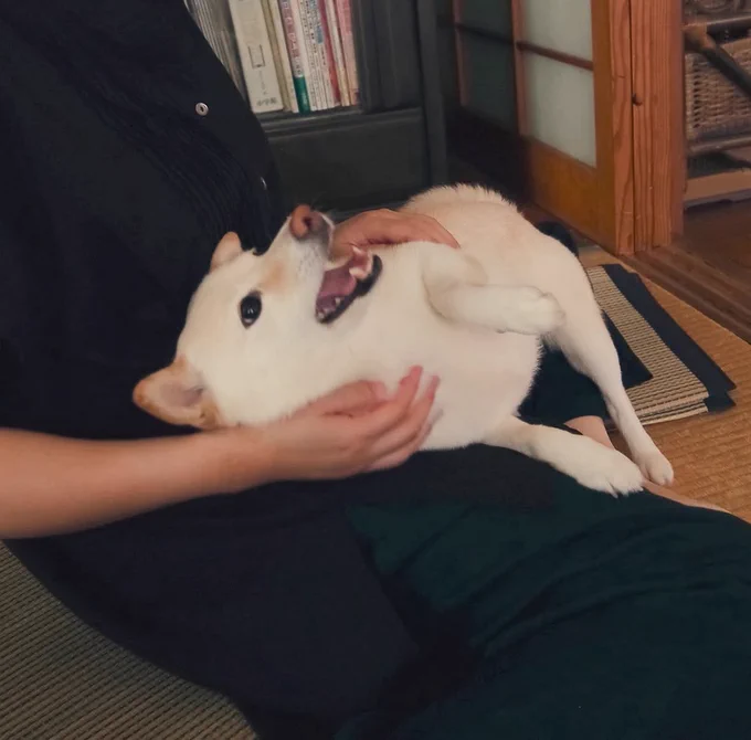 #柴犬の日実家の 