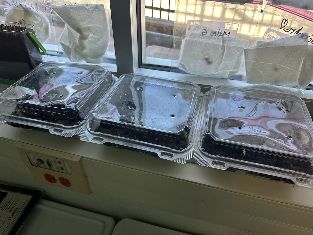 Gina Rechterman (@grechterman) on Twitter photo After an amazing read aloud of Tops and Bottoms by Janet Stevens we tried some of the amazing plant parts the hare earned! And even planted seeds! <a href="/NISDForester/">Forester Elementary</a> <a href="/NISDElemScience/">NISD Elem Science</a> <a href="/NISD_ECE/">Northside ISD Early Childhood Education</a> <a href="/NisdBILESL/">NISD Bilingual & ESL</a> After an amazing read aloud of Tops and Bottoms by Janet Stevens we tried some of the amazing plant parts the hare earned! And even planted seeds! <a href="/NISDForester/">Forester Elementary</a> <a href="/NISDElemScience/">NISD Elem Science</a> <a href="/NISD_ECE/">Northside ISD Early Childhood Education</a> <a href="/NisdBILESL/">NISD Bilingual & ESL</a>