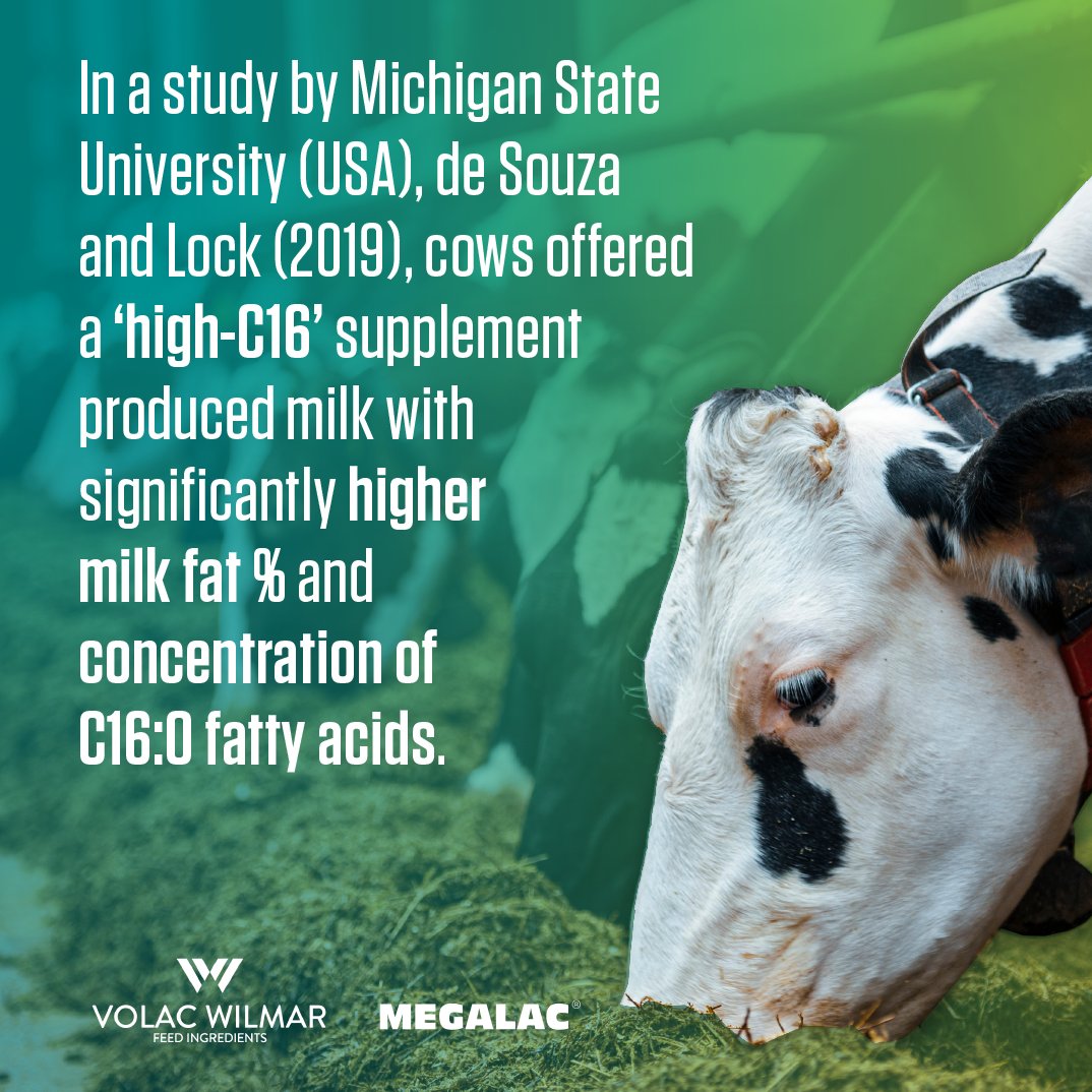 How do dietary fatty acids impact milk fat synthesis? 🧐

Here's a bitesize technical bulletin, examining how ‘high-C16’ rumen-protected fat supplements can influence milk fat percentage and composition.

Learn more below. ⤵️

#DairyCowNutrition