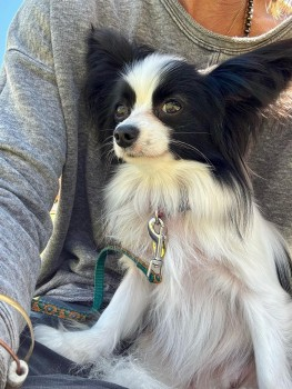 millypod1's tweet photo. ๐8 APR 2025 #Lost POPPET #ScanMe #Tagged
Black & White Papillon Female LEAD ATTACHED.
Sullivan Road #Camberley #GU15
Very nervous #Rescue, got spooked and bolted from owner, across the #A30 and into the RMA Sandhurst site. Owner has only had Poppet 2 days
https://t.co/HLrvFiSm1T https://t.co/EUap3qWyfJ