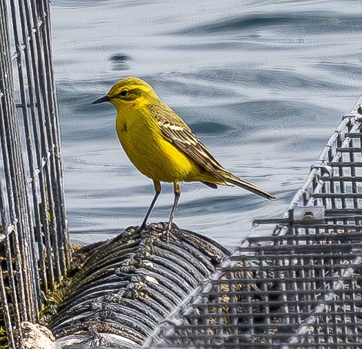 Yellow Wagtail Startops reservoir Herts 070425