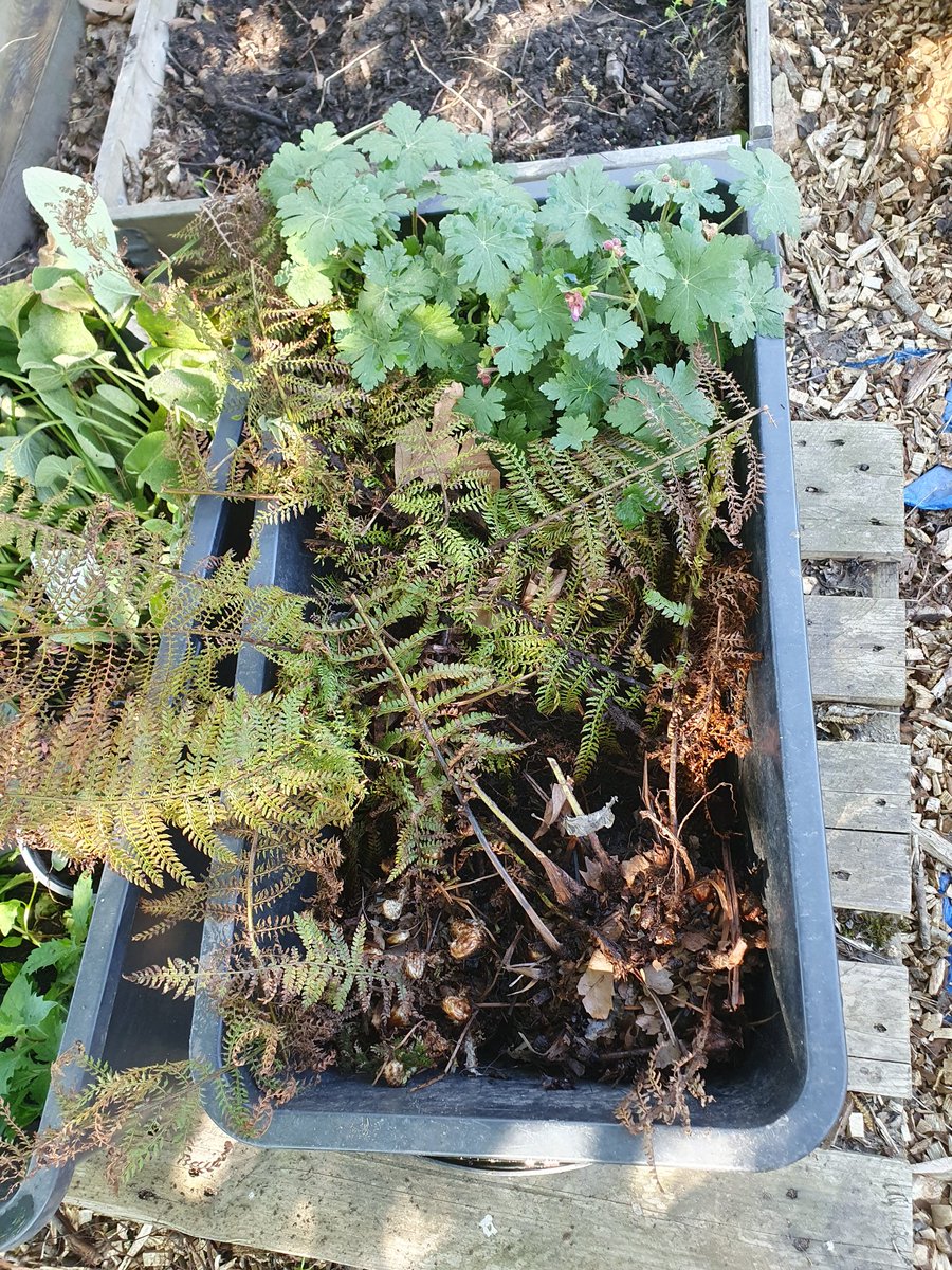 KarinPadmos's tweet photo. Volgende week, 8 meter #geveltuin opvullen. Aanleg is al gebeurd, dus makkie voor ons. Vandaag bakken vol #weesplantjes van #GroenNoord gereserveerd met een flinke plens water.
#Noord010 #OudeNoorden @Havensteder https://t.co/nq7EdrMHeb