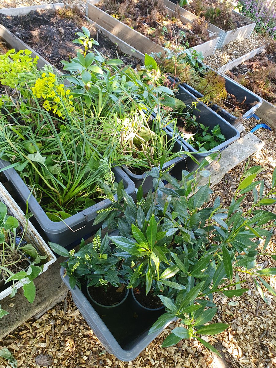 KarinPadmos's tweet photo. Volgende week, 8 meter #geveltuin opvullen. Aanleg is al gebeurd, dus makkie voor ons. Vandaag bakken vol #weesplantjes van #GroenNoord gereserveerd met een flinke plens water.
#Noord010 #OudeNoorden @Havensteder https://t.co/nq7EdrMHeb