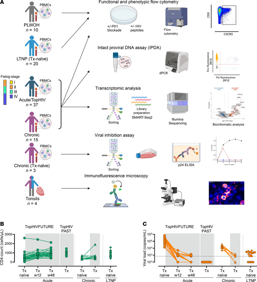 Waggoner Lab (@labwaggoner) on Twitter photo Early treatment and PD1 inhibition enhance HIV-specific functionality of follicular CD8+ T cells
insight.jci.org/articles/view/…
<a href="/JCI_insight/">JCI insight</a> <a href="/held_kathrin/">Kathrin Held</a> Early treatment and PD1 inhibition enhance HIV-specific functionality of follicular CD8+ T cells
insight.jci.org/articles/view/…
<a href="/JCI_insight/">JCI insight</a> <a href="/held_kathrin/">Kathrin Held</a>