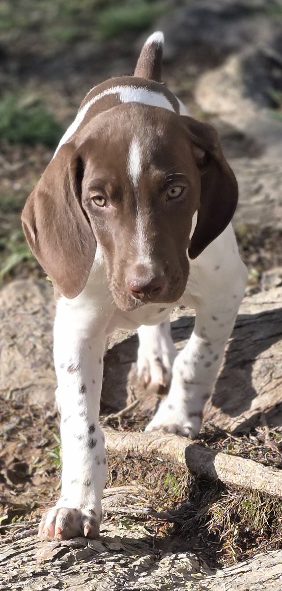 VolVenus's tweet photo. @BigOrangeMack  know anyone looking for a male GSP? Slay is the only one I have left. https://t.co/uxaxqjt0eu