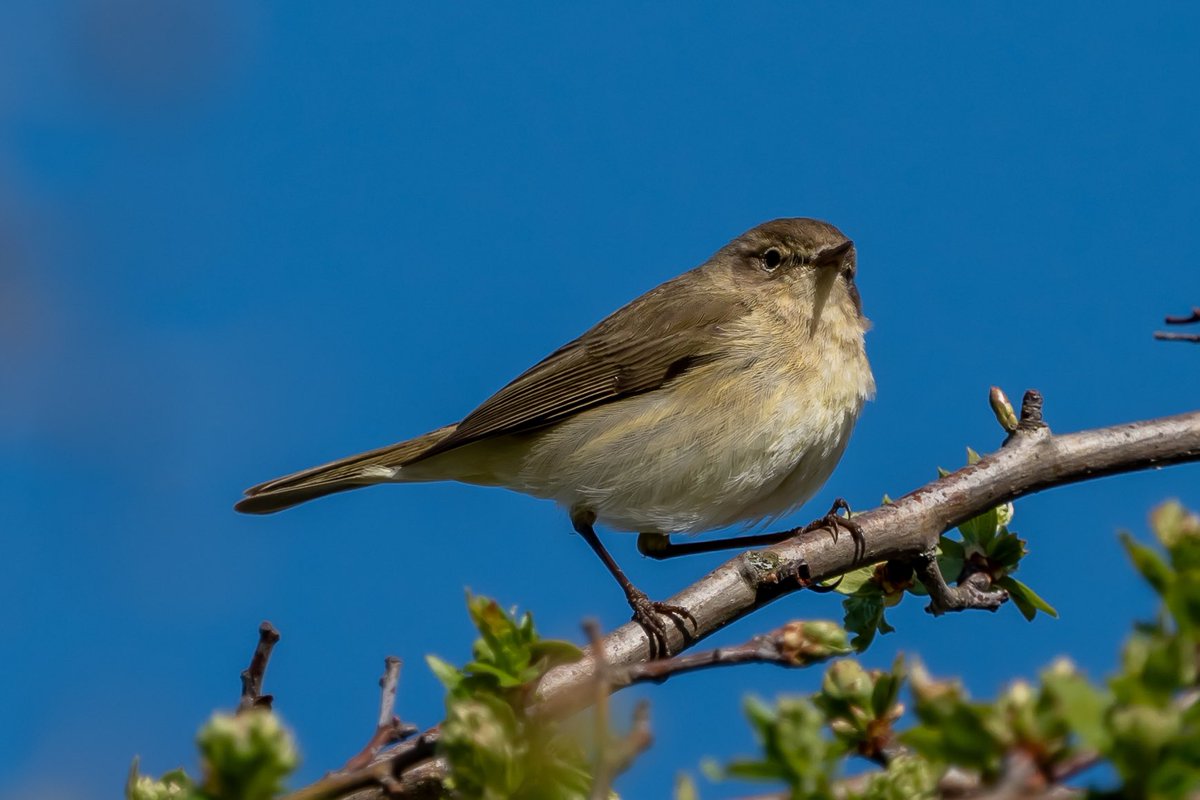 Chiffchaff from Brooklands Lake, Snodland last weekend