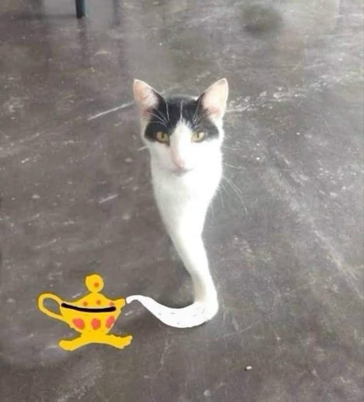 ShouldHaveCat's tweet photo. is this real? https://t.co/Qhh7B8O5j0
