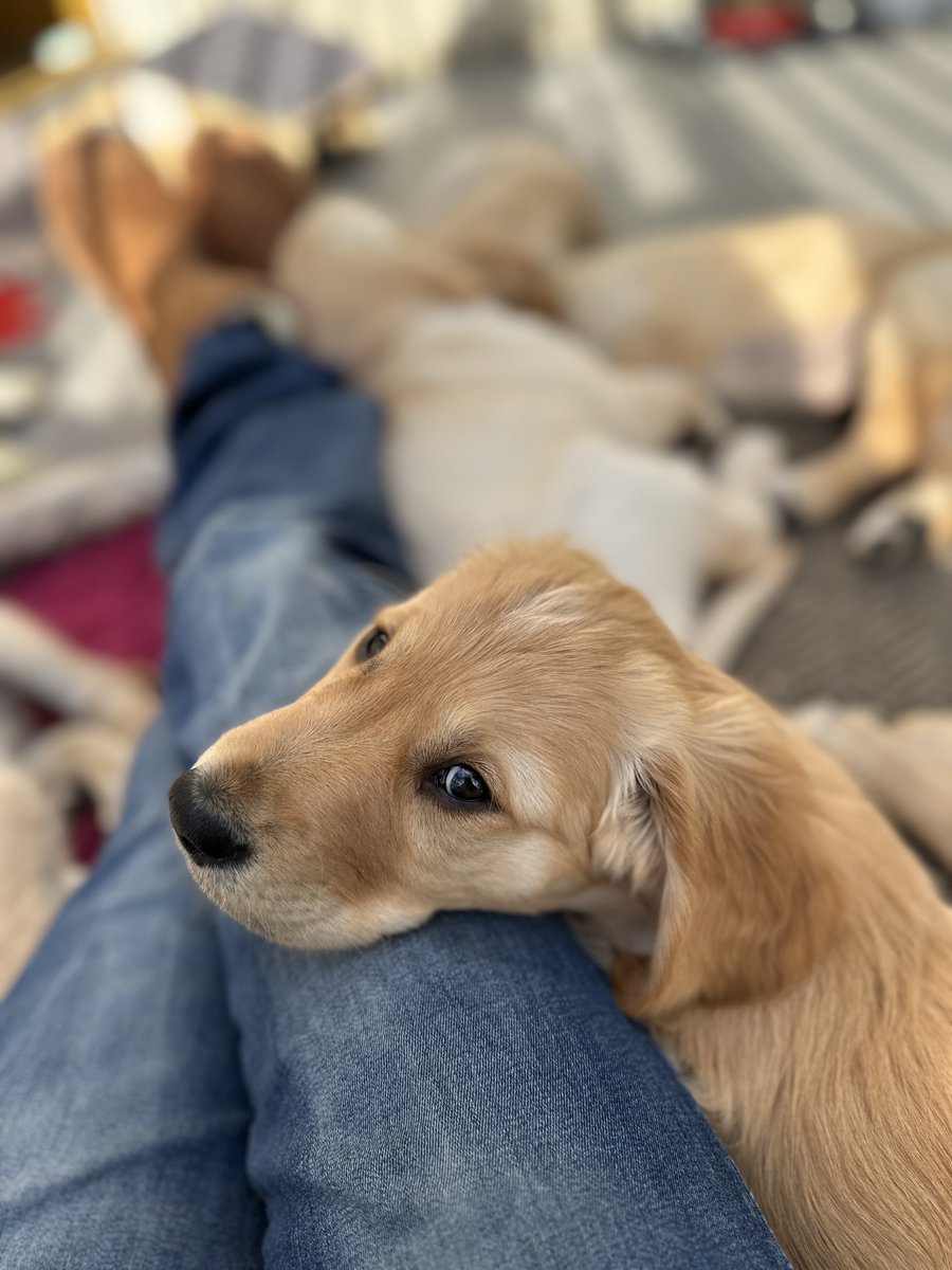 emmanuelBHarel's tweet photo. > run a pet clinical research company
> study participant is delayed
> turns out other dog gave birth
> receive pics of the new litter (unprompted)

for all dog/kind https://t.co/5yueV2zeca