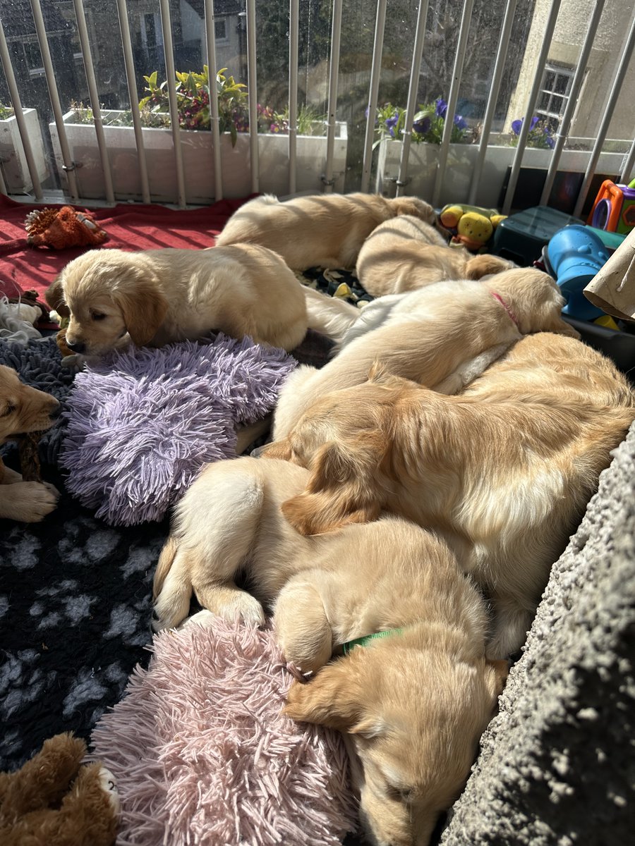 emmanuelBHarel's tweet photo. > run a pet clinical research company
> study participant is delayed
> turns out other dog gave birth
> receive pics of the new litter (unprompted)

for all dog/kind https://t.co/5yueV2zeca