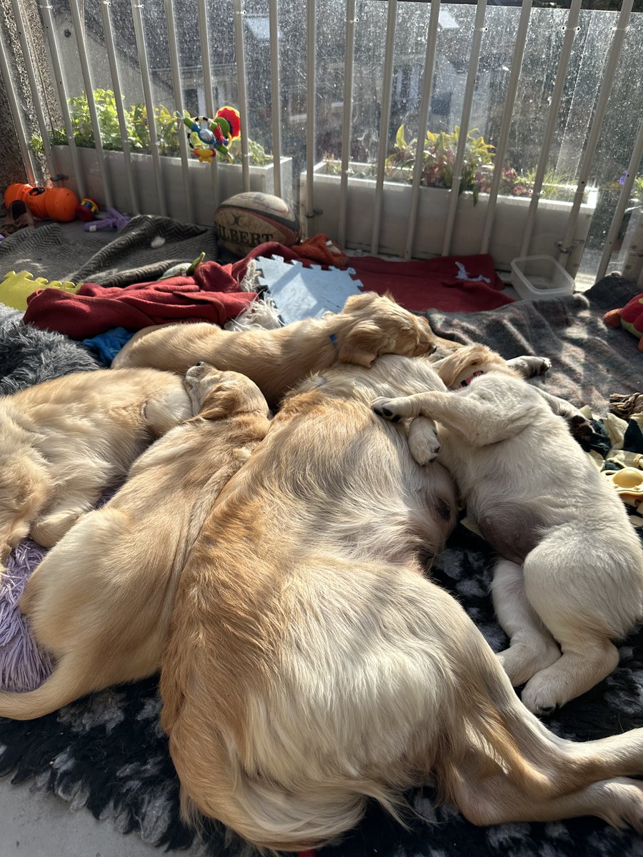 emmanuelBHarel's tweet photo. > run a pet clinical research company
> study participant is delayed
> turns out other dog gave birth
> receive pics of the new litter (unprompted)

for all dog/kind https://t.co/5yueV2zeca