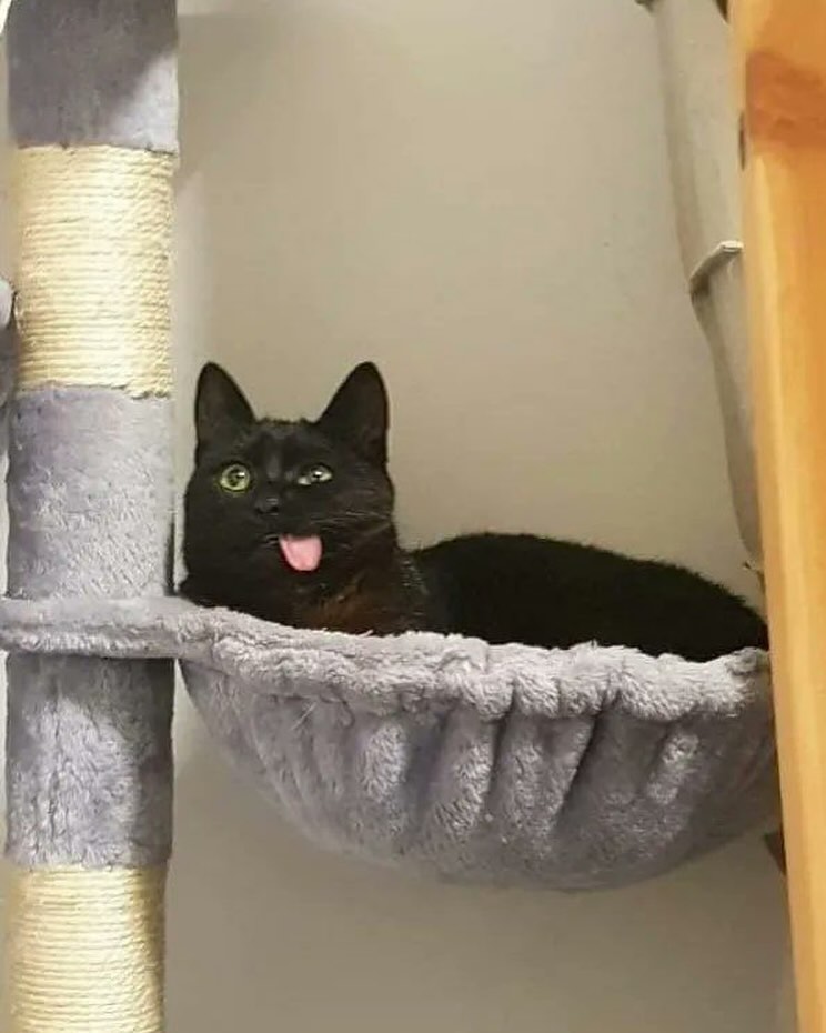 Punch Cat (@punchingcat) on Twitter photo 