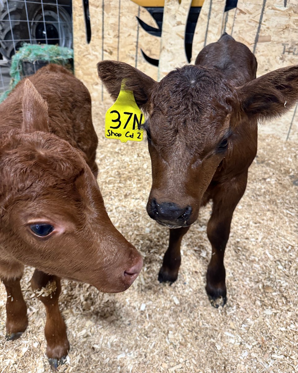 Spring means new beginnings and calving season is in full swing at the farm. Two of our newest additions were unfortunately rejected by their mothers so everyone is taking turns bottle feeding them to get them started out on the right feet... or..hooves.