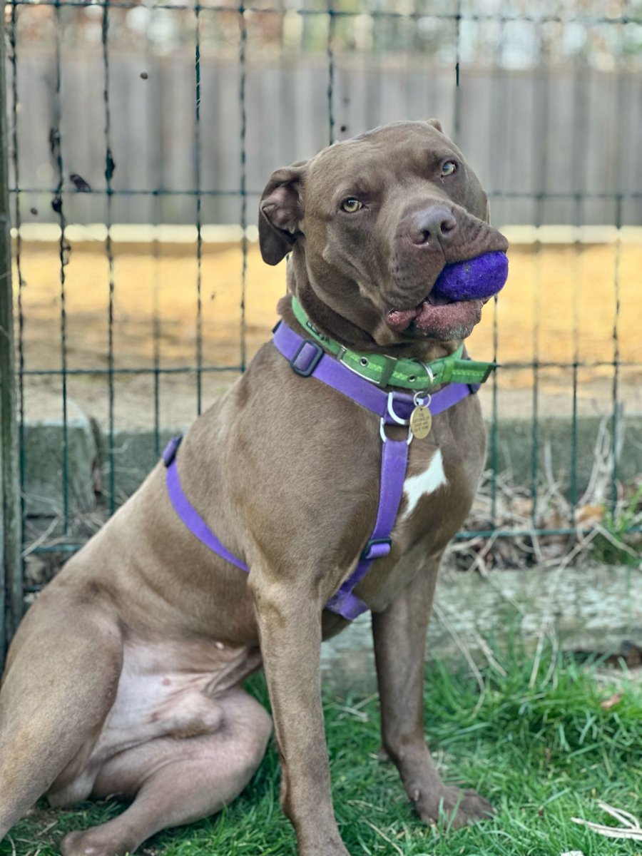 cotsdogscats's tweet image. Another sunny day calls for fetch and belly rubs 🌞

#CotsDogsCats #Comet #Fetch