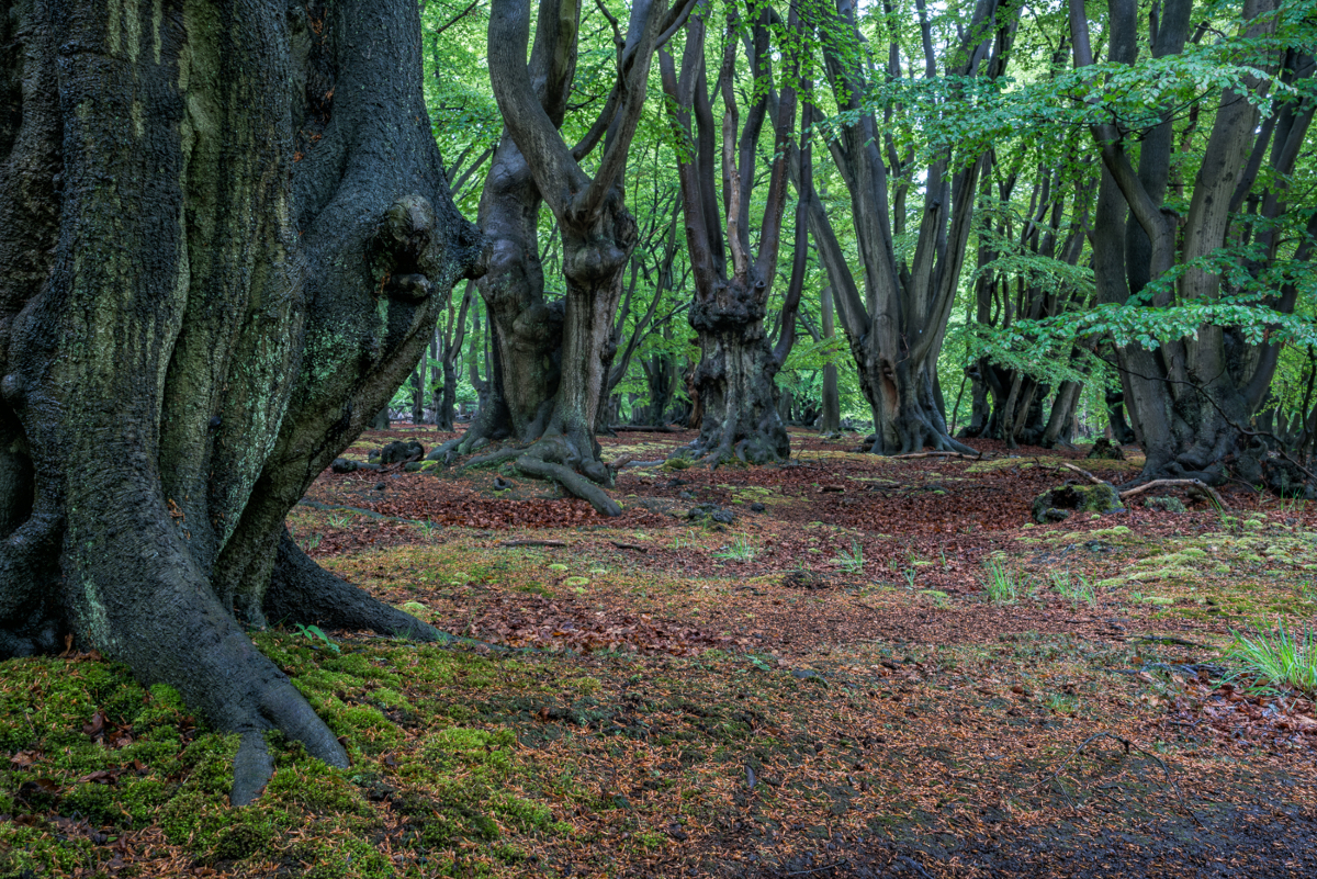 CoLEppingForest's tweet photo. Did you know #EppingForest is a Special Area of Conservation? 🌳✨
20 years ago 1,600 hectares were recognised as one of Europe’s most important nature sites confirming that the Forest is an ecological treasure - not just in the UK, but internationally! 🌍@JNCC_UK
@JNCC_UK #SAC20 https://t.co/0Qs785gwRu