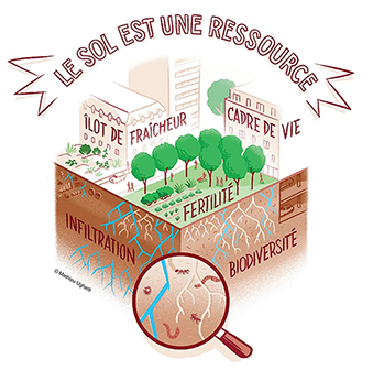 La biodiversité parisienne possède certes un rôle important. Sa quasi-totalité se situe DANS LE SOL, où vivent lombrics, bactéries, insectes, arthropodes et champignons qui permettent à nos arbres de croître.

La priorité est donc simple: PROTEGER LA PLEINE TERRE!!!