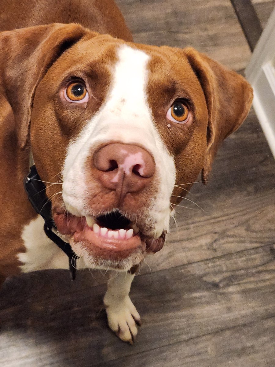 triscious's tweet photo. @Barnacules Here's my pibbles derp face. Hope it helps. It's hard to stay positive with all this....everything. Hang in there. https://t.co/yUDrJmvZdr