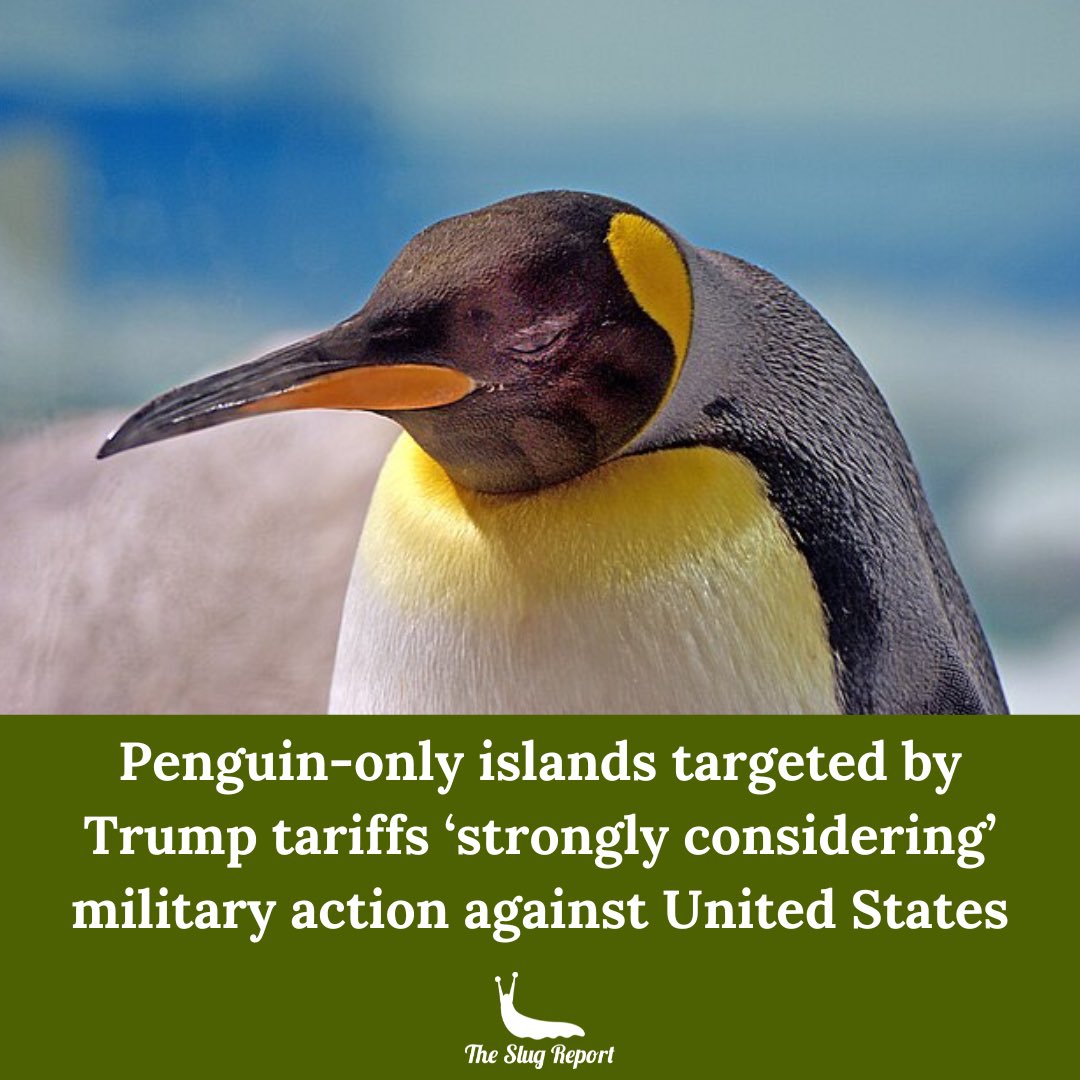 SlugReport's tweet photo. “You ever seen ‘Mr. Popper’s Penguins’? We are conniving sons of bitches," threatened eastern rockhopper penguin Bruce Elliot.

Full article: https://t.co/XsIaMYIMPj

#satire #PenguinsAgainstTrump #penguins #tariffs https://t.co/zctyXAHL3b