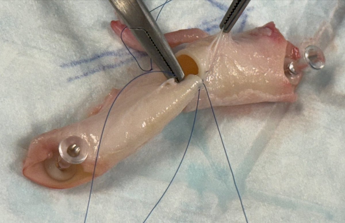 Hoy hemos celebrado el primer “Curso de anastomosis vasculares en trasplante de órganos sólidos” del #CAUSA en el Quirófano de Cirugía Experimental de la @MediciUsal 

Enhorabuena a la <a href="/BileductHUSA/">HBP Salamanca</a> del Servicio de Cirugía General por la organización

#SomosCAUSA #SomosSACYL