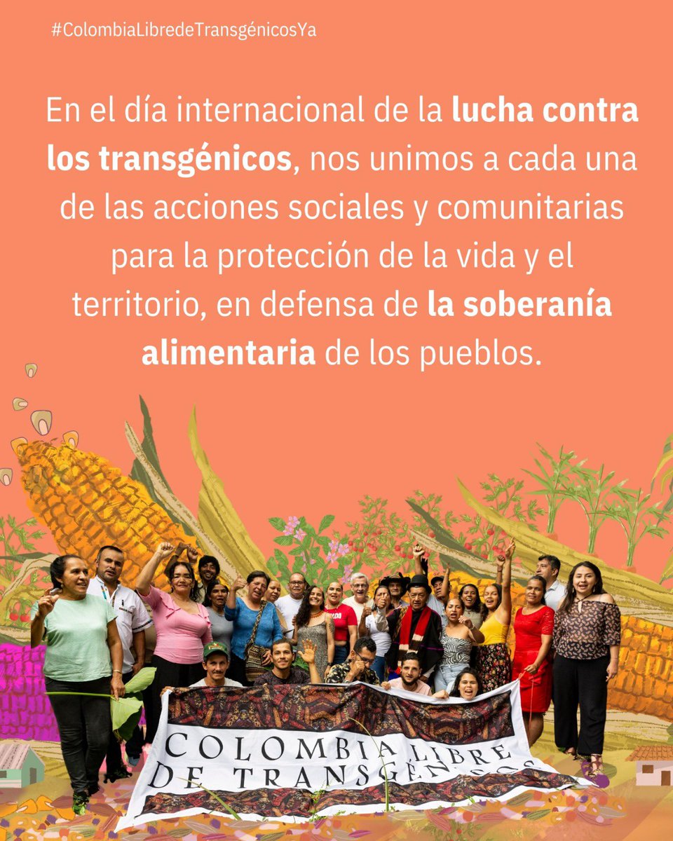 C_libredeOGM's tweet image. En el 2023 el área de cultivos OGM en el mundo fue de 206,3 millones de ha, de los cuales 69 millones de ha son de maíz y 100,9 de soya. Estos cultivos sustentan la cadena alimentaria para consumo humano, generando fuertes impactos en la salud y los sistemas alimentarios.