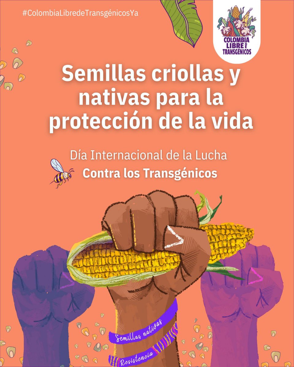 C_libredeOGM's tweet image. En el 2023 el área de cultivos OGM en el mundo fue de 206,3 millones de ha, de los cuales 69 millones de ha son de maíz y 100,9 de soya. Estos cultivos sustentan la cadena alimentaria para consumo humano, generando fuertes impactos en la salud y los sistemas alimentarios.