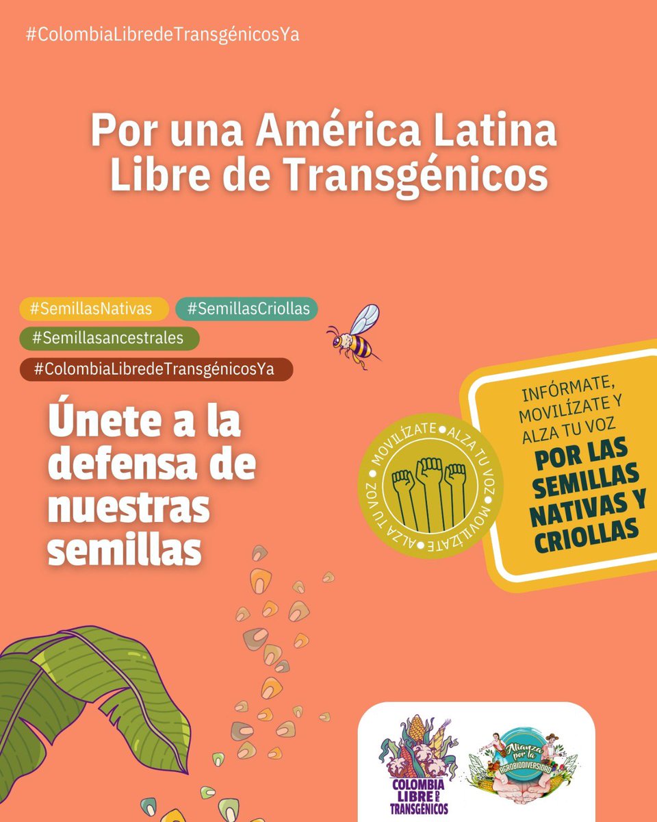 C_libredeOGM's tweet image. En el 2023 el área de cultivos OGM en el mundo fue de 206,3 millones de ha, de los cuales 69 millones de ha son de maíz y 100,9 de soya. Estos cultivos sustentan la cadena alimentaria para consumo humano, generando fuertes impactos en la salud y los sistemas alimentarios.