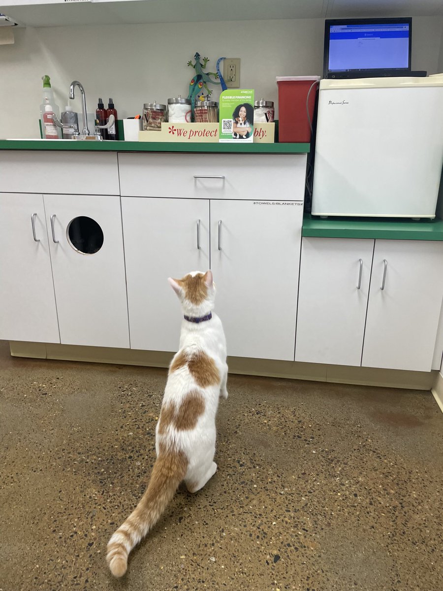 classycheet0's tweet photo. @goodboynzo my cat looks exactly like him https://t.co/aDaxDxL7Fl