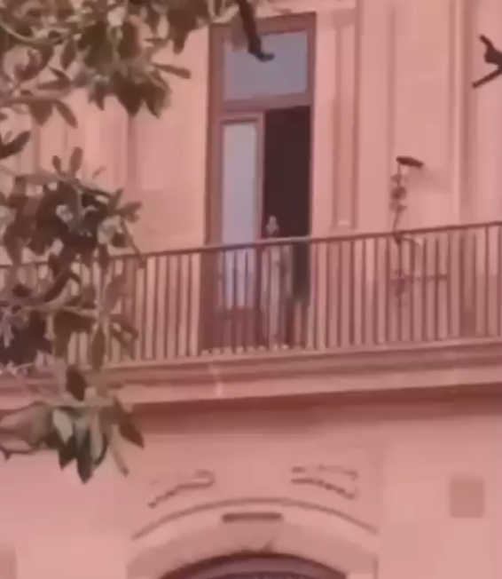 Incomodo_GDL's tweet photo. Una mujer encuerada se asomó en el Palacio de Gobierno de San Luis Potosí

Alguien no le avisó a la escort que se escondiera https://t.co/Q79tG0g6Bg