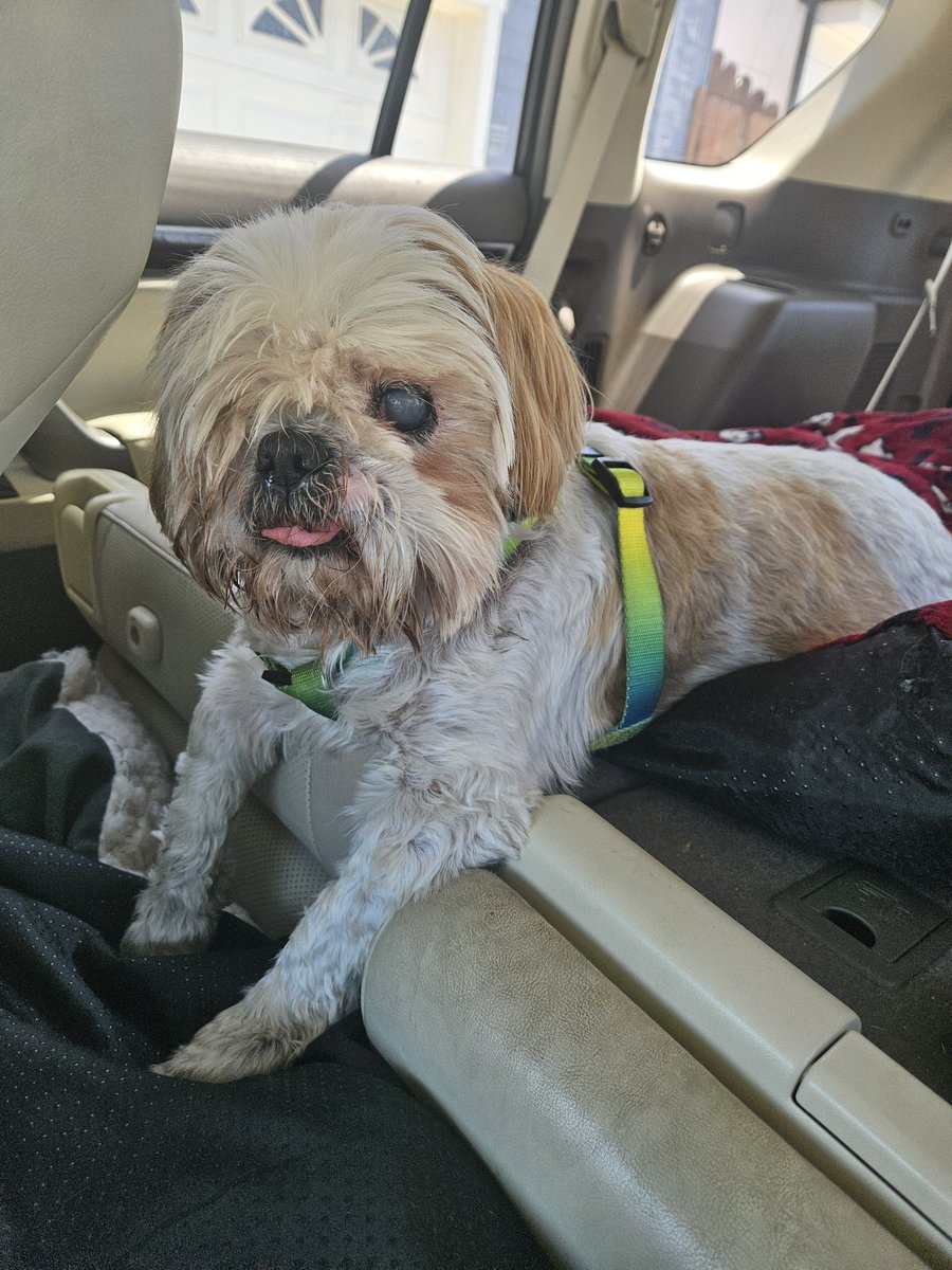 CHIPTheShihTzu's tweet photo. still able to #TOT 👅
#TongueOutTuesday #ChipTheShihTzu https://t.co/UXGFPNKDkz