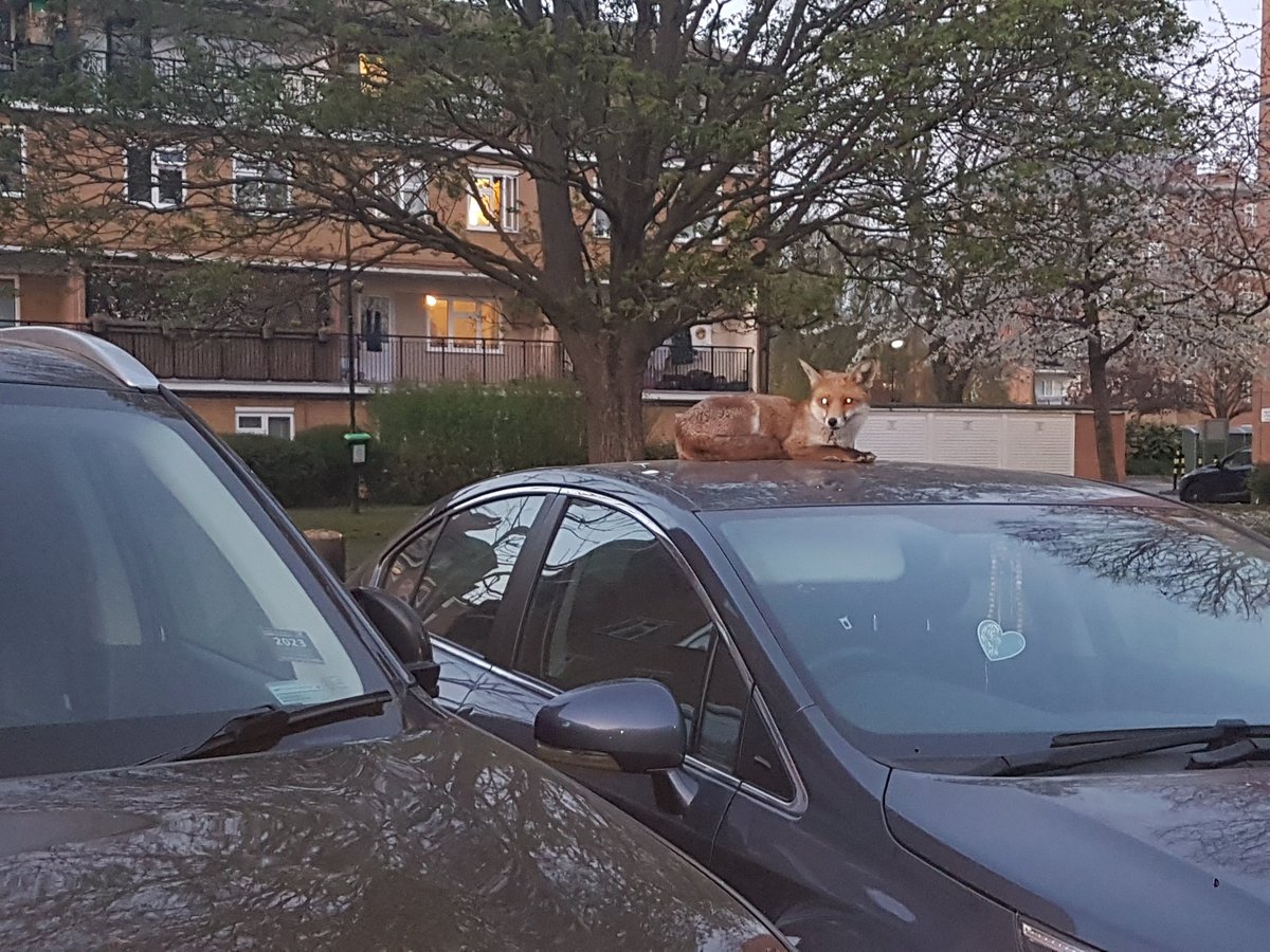 <a href="/ChrisGPackham/">Chris Packham</a> London fox, relaxing on a car earlier today on Green Lawn Lane, off <a href="/SouthEalingRoad/">South Ealing Road</a>