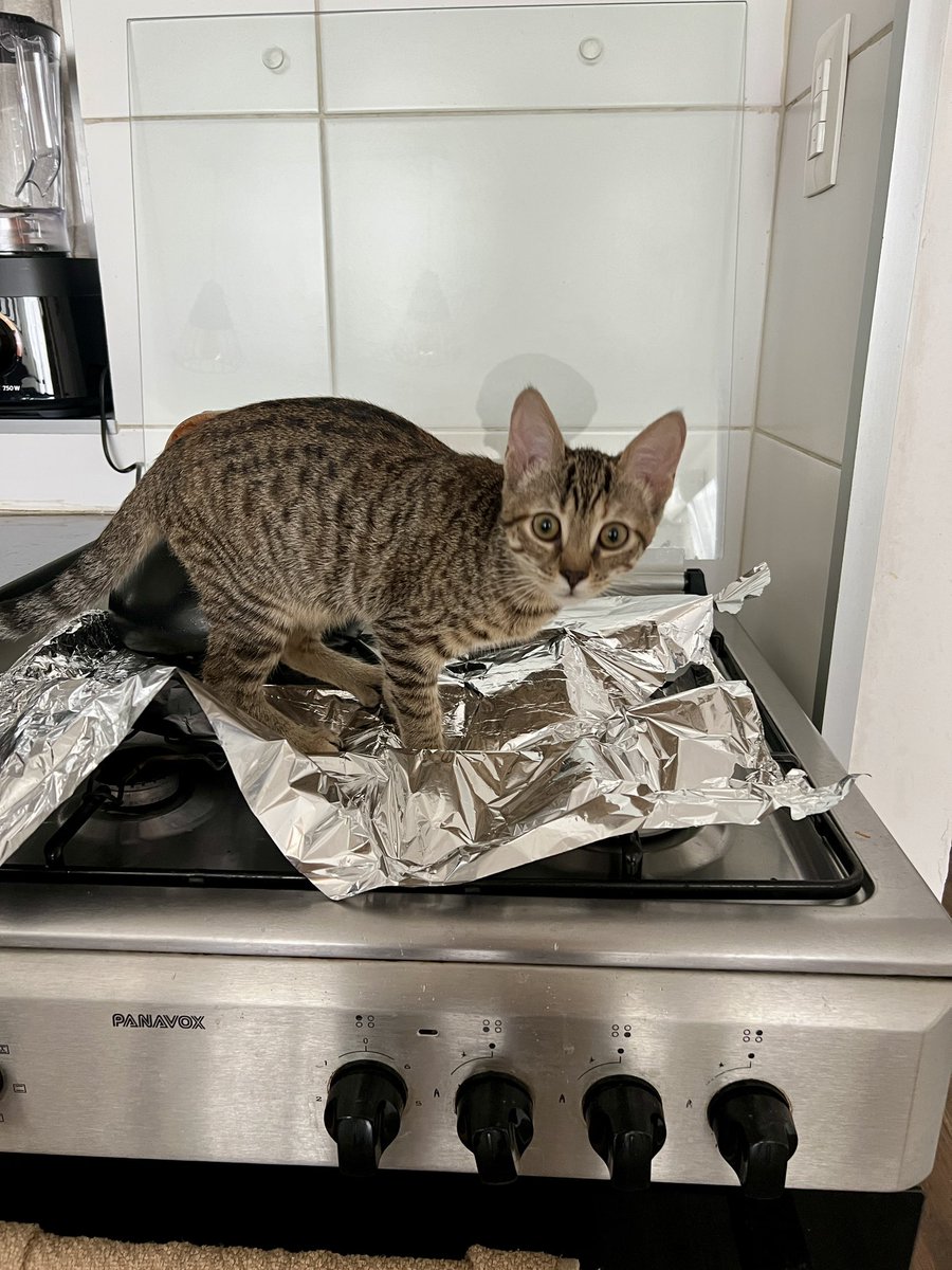 Ohriana's tweet photo. Llegó ese día que sabíamos que podía llegar. Luna con un solo salto llega a la cocina.

Supuestamente, a los gatos les da miedo el papel aluminio. Adjunto evidencia del terror que le causa 😅.

Si tienen tips, manden, por fa. ✨ https://t.co/R1WQykVtRI