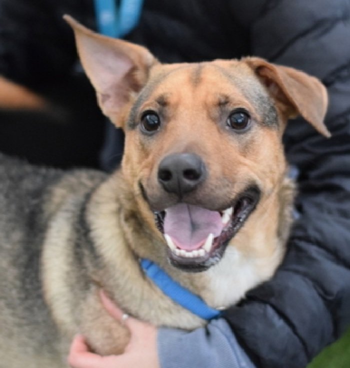 MorgFairsdogs's tweet photo. Good News!
Chachi has been reserved by a New Hope Partner 🥳🎉

Please wait for freedom pics and info from @TAPNYACC to honor your pledges https://t.co/aerPgRD56a