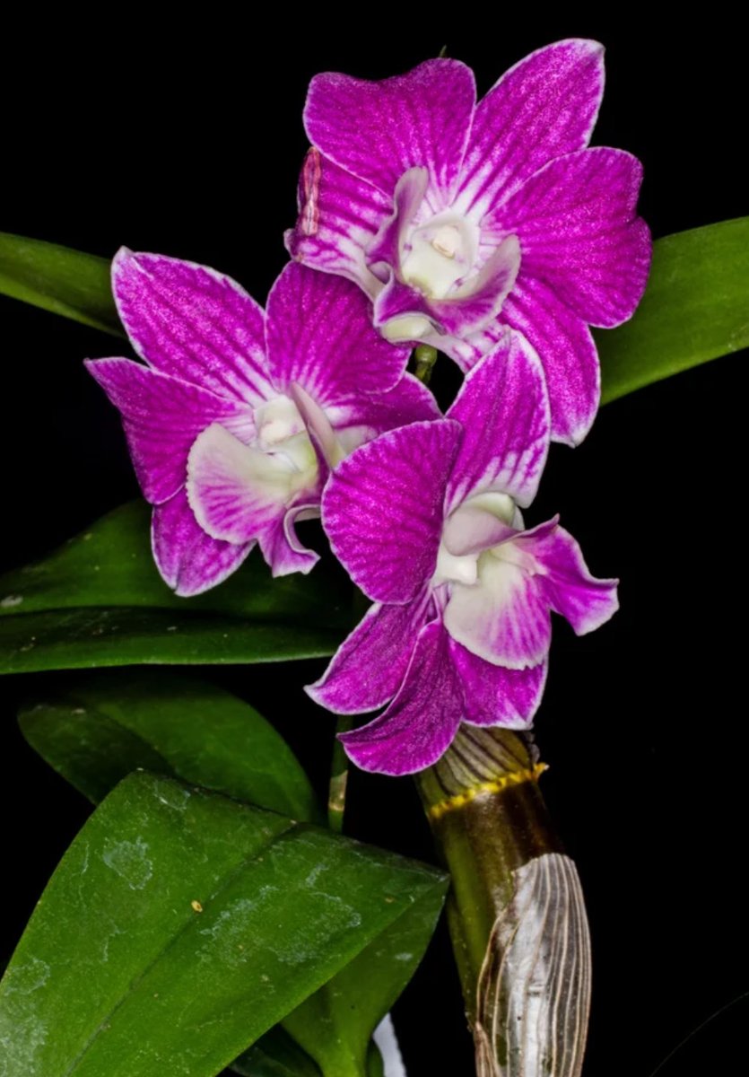 Brookside Orchids tweet media