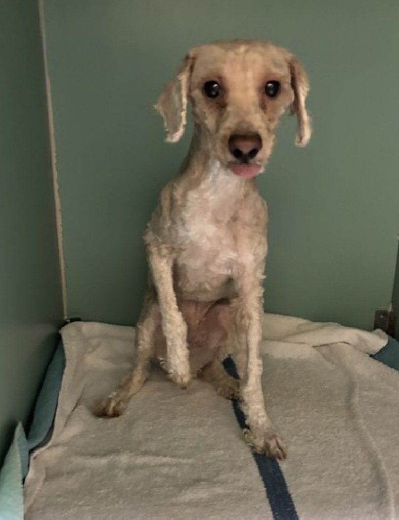 TAV4NYCACCDogs's tweet photo. Good News!
Charmander has been reserved by a New Hope Partner 🥳🎉

Please wait for freedom pics and info from @TAPNYACC to honor your pledges https://t.co/AOvZA57VnB